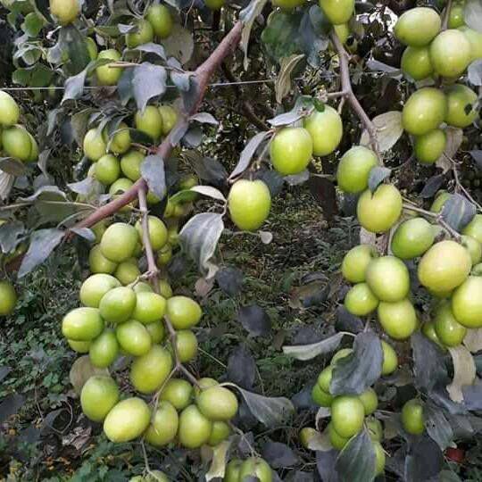 Thai Green Apple Ber Plant