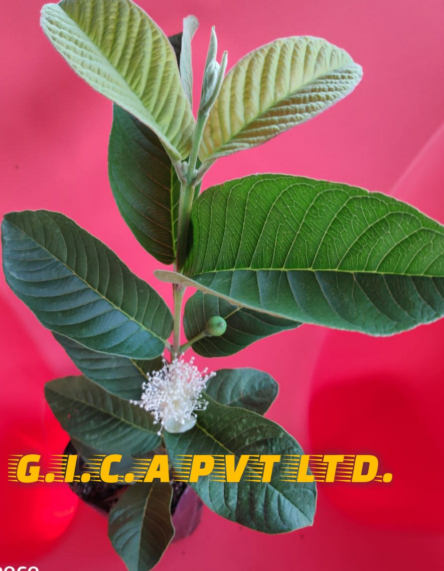 Taiwan Pink Guava Plant
