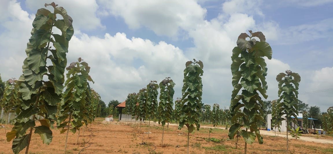 Tissue Culture Teak Plant