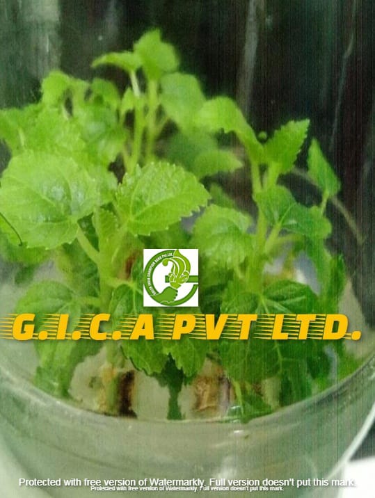 Tissue Culture Anjeer (Fig) Plant